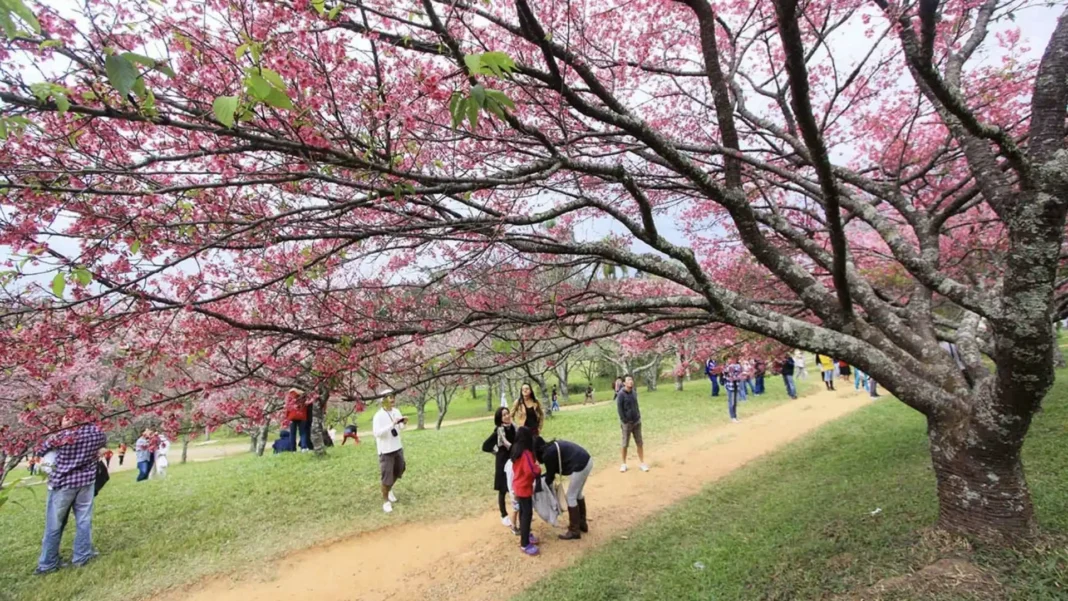 Cerejeiras em plena floração com flores rosa, alinhadas ao longo de um caminho de terra onde pessoas caminham e admiram a paisagem.