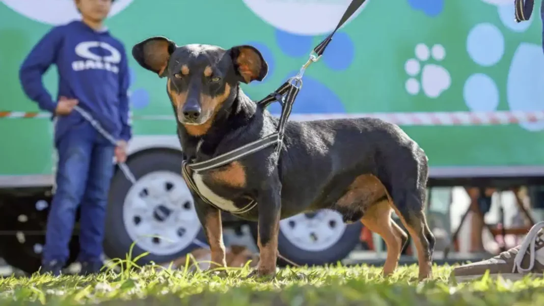 Um cachorro preto e marrom com arreios brancos e pretos em pé na grama, olhando diretamente para a câmera. Ao fundo, um caminhão verde e um garoto de camisa azul observam.