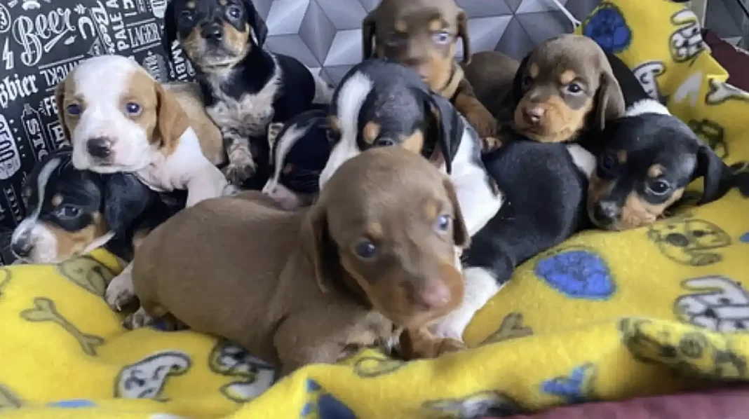 Vários filhotes de cães dachshund, em sua maioria pretos e castanhos, aninhados em uma cama amarela com um cobertor estampado.