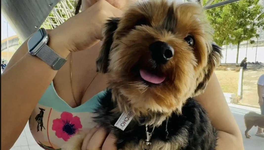 Uma mulher segurando um cachorro de pequeno porte no colo. O cachorro, com pelagem marrom e preta e língua de fora, olha diretamente para a câmera. Ele usa uma coleira com uma placa de identificação. A mulher usa um relógio de pulso e uma blusa estampada. O fundo desfocado mostra um ambiente externo com vegetação.