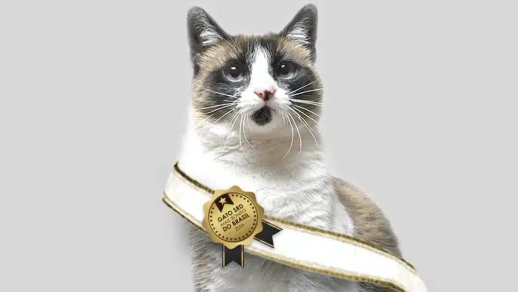 Um gato de pelo branco e cinza, com manchas escuras no rosto, usando uma faixa branca com uma medalha dourada que o elege o 